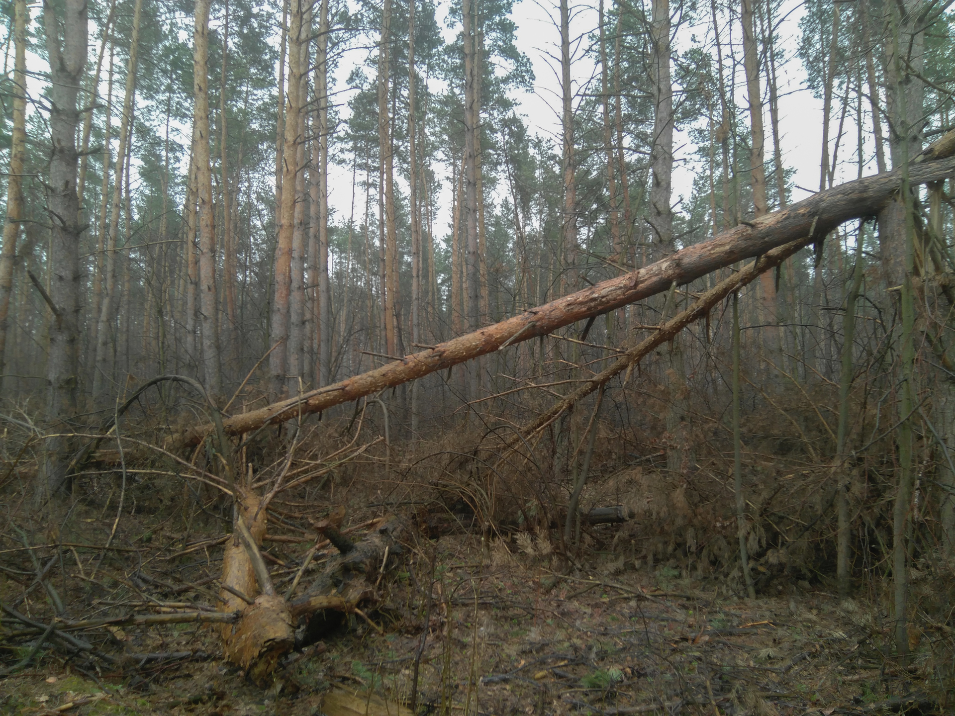 Шишкинский мотив