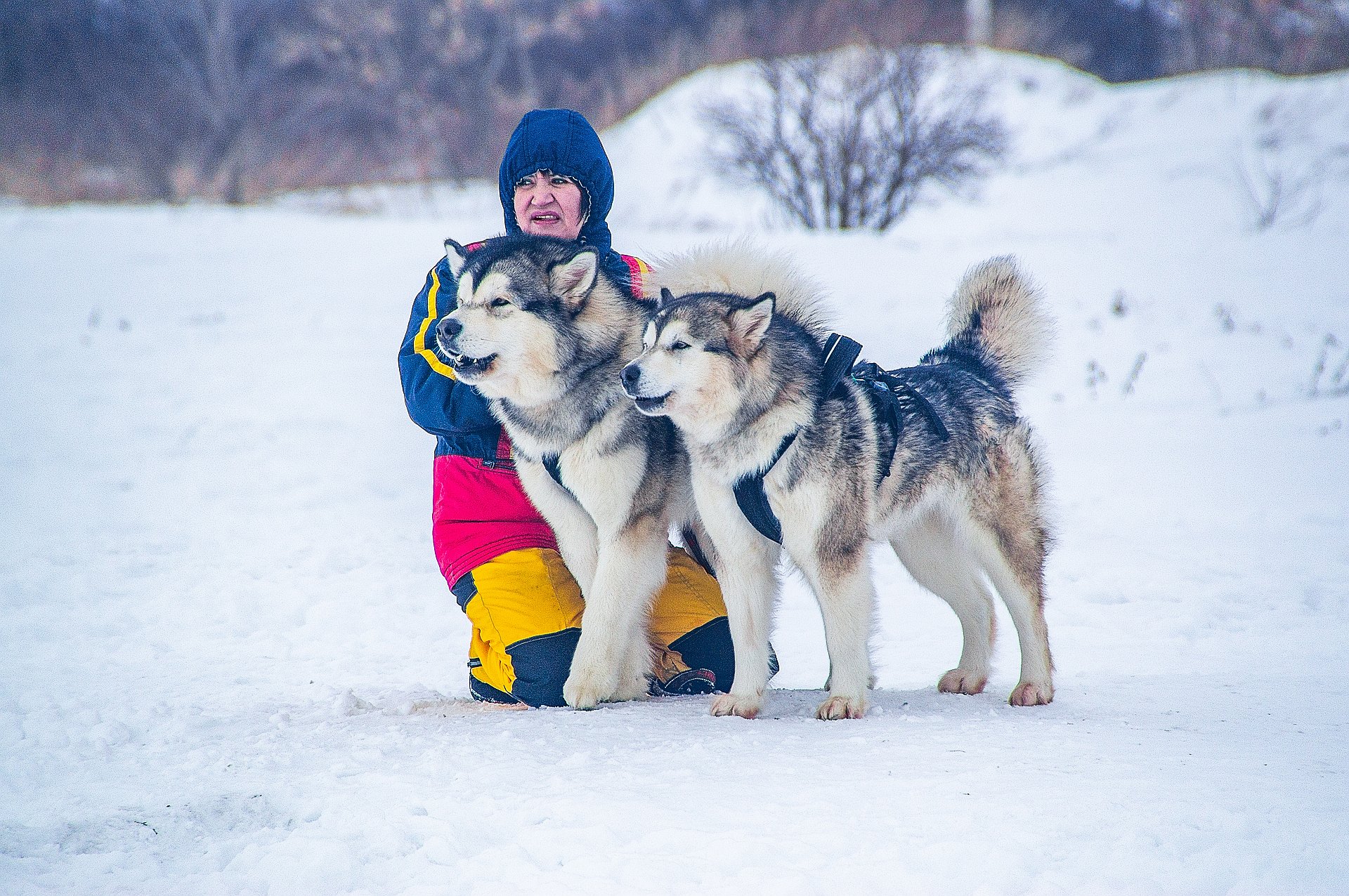 Гонки на собачьих упряжках